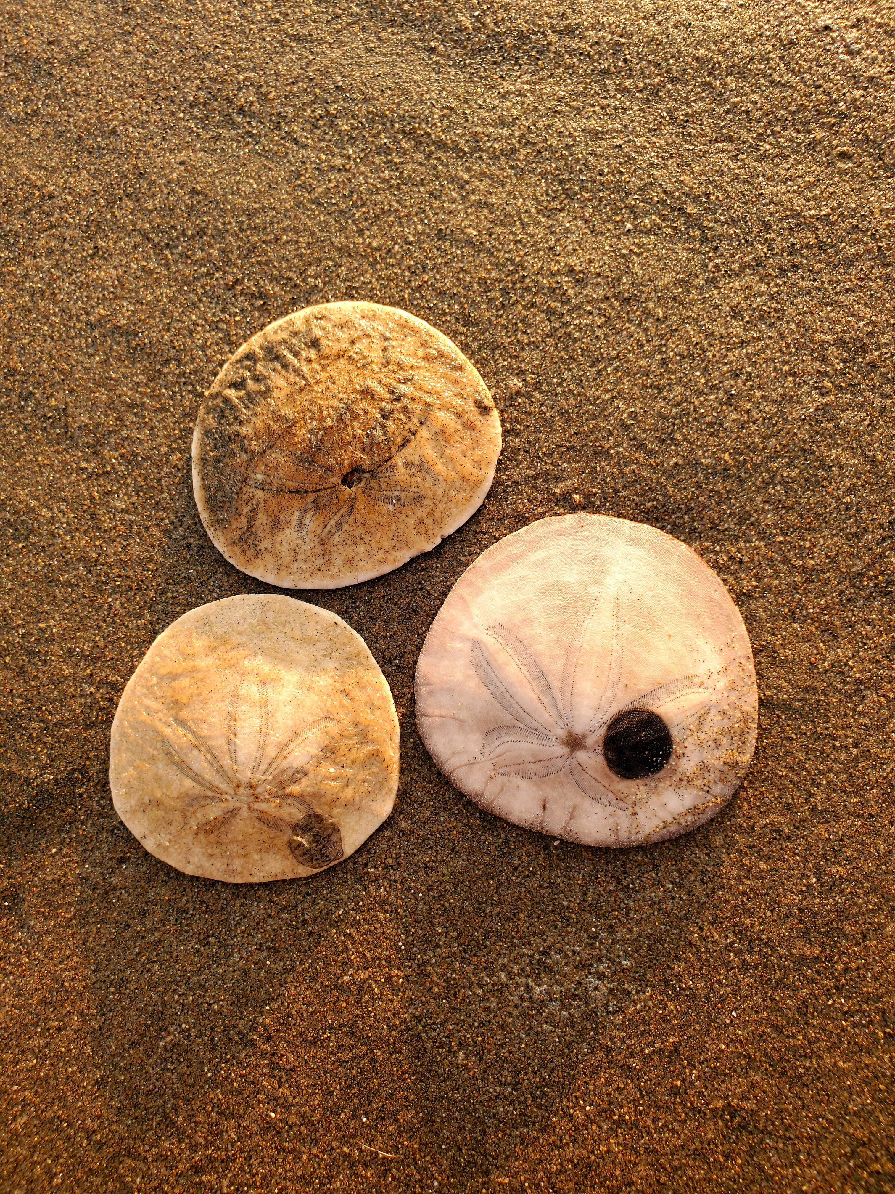 sand dollars.jpg